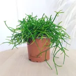 Patyczak, ripsalis (Rhipsalis 'Oasis') 20cm