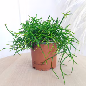 Patyczak, ripsalis (Rhipsalis 'Oasis') 20cm