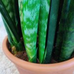Sansewieria gwinejska (Sansevieria trifasciata 'Zelenica') 100cm