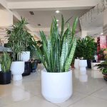 Sansewieria gwinejska (Sansevieria trifasciata 'Zelenica') 100cm