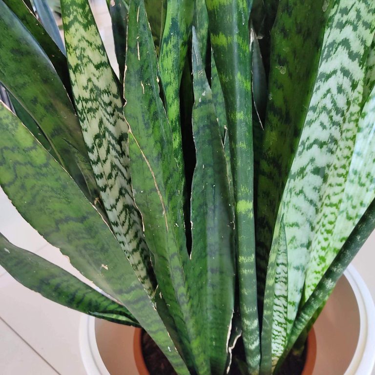 Sansewieria gwinejska (Sansevieria trifasciata 'Zelenica') 100cm