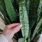 Sansewieria gwinejska (Sansevieria trifasciata 'Zelenica') 100cm