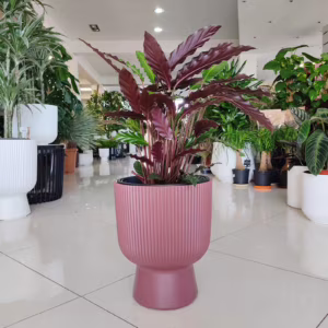 Kalatea falistolistna (Calathea  rufibarba 'Elgergrass') 60-70cm