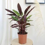 Kalatea falistolistna (Calathea  rufibarba 'Elgergrass') 65cm