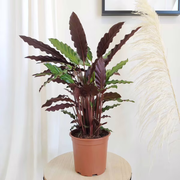 Kalatea falistolistna (Calathea  rufibarba 'Elgergrass') 60-70cm