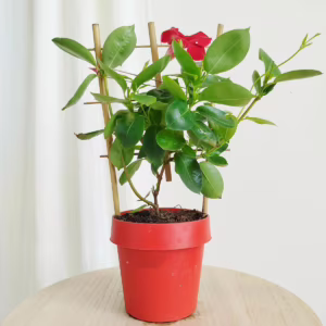 Sandewilla (Mandevilla Sundevil Red') czerwona 40-45cm