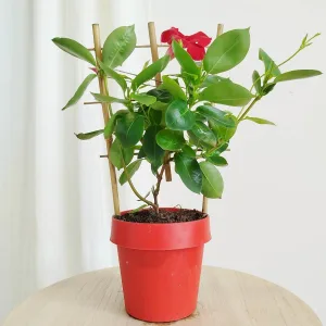 Sandewilla (Mandevilla Sundevil Red') czerwona 35cm