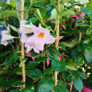 Sandewilla (Sundavilla Cream Pink) jasnoróżowa 55cm