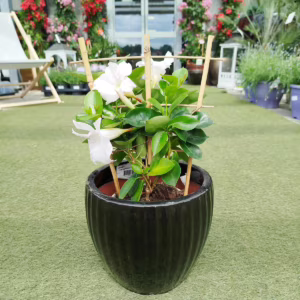 Sandewilla (Mandevilla Sundevil White') biała 40-45cm