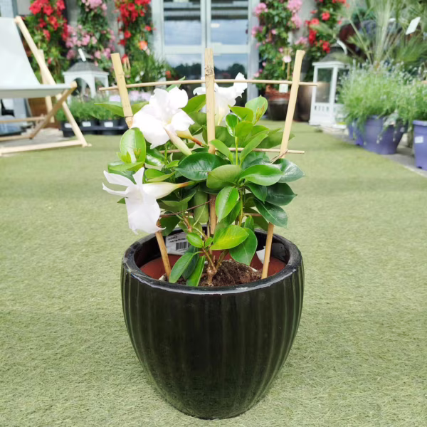 Sandewilla (Mandevilla Sundevil White') biała 40-45cm