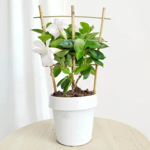 Sandewilla (Mandevilla Sundevil White') biała 35cm