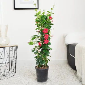 Sandewilla (Mandevilla 'SumStar Red') czerwona 80cm