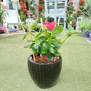 Sandewilla (Mandevilla Sundevil Red') czerwona 40-45cm