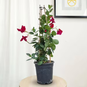 Sandewilla (Mandevilla 'Sundavil Red') czerwona 65-70cm