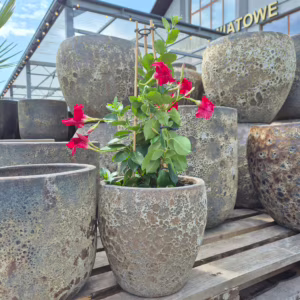 Sandewilla (Mandevilla 'Sundavil Red') czerwona 65-70cm