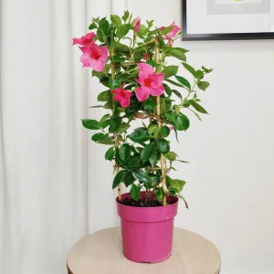 Sandewilla (Sundavilla Pink) różowa 55cm