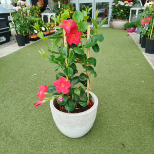 Sandewilla (Sundavilla Red) czerwona 55cm