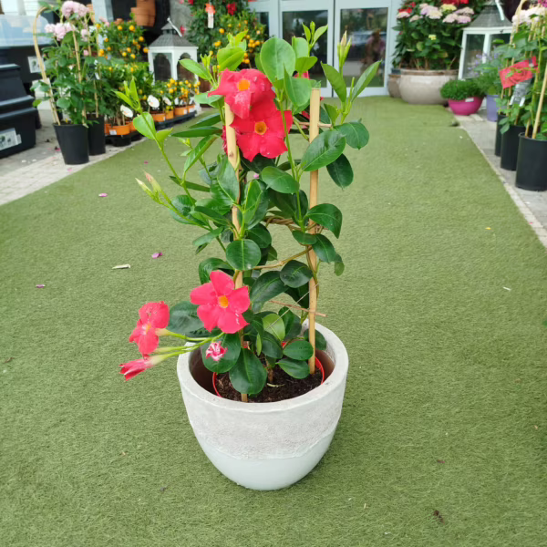Sandewilla (Sundavilla Red) czerwona 50-55cm