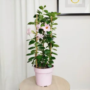 Sandewilla (Sundavilla Cream Pink) jasnoróżowa 55cm