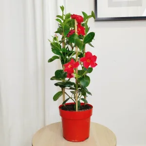 Sandewilla (Sundavilla Red) czerwona 55cm