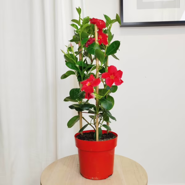 Sandewilla (Sundavilla Red) czerwona 55cm