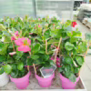Sandewilla (Mandevilla Sundavil Pink) różowa 40-45cm