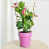 Sandewilla (Mandevilla Sundavil Pink) różowa 40-45cm