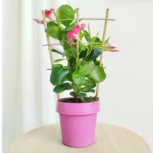 Sandewilla (Mandevilla Sundavil Pink) różowa 35cm