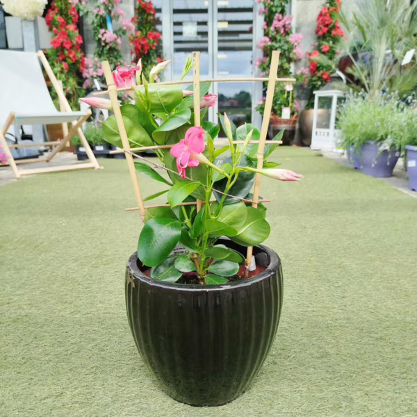 Sandewilla (Mandevilla Sundavil Pink) różowa 40-45cm