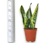 Sansewieria gwinejska (Sansevieria trifasciata 'Futura Superba') 35cm