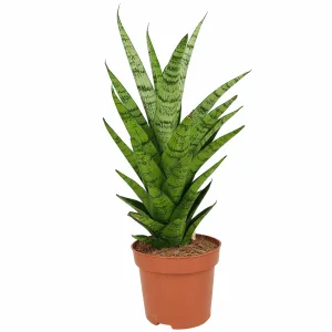 Sansewieria (Sansevieria 'Tough Lady') 35cm