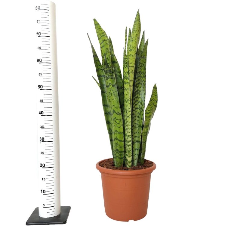 Sansewieria gwinejska (Sansevieria trifasciata 'Zelenica') 75cm