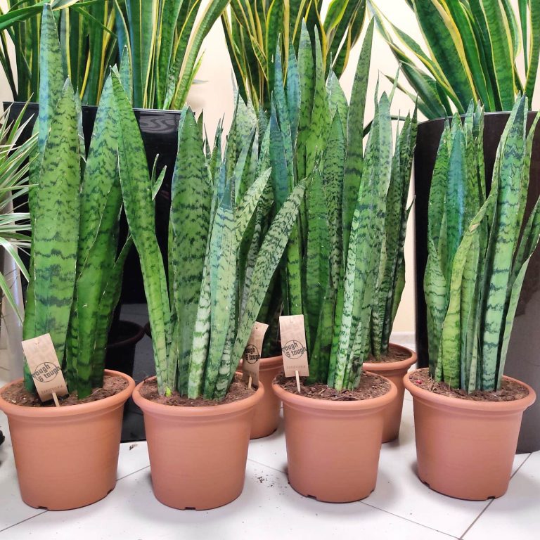 Sansewieria gwinejska (Sansevieria trifasciata 'Zelenica') 75cm
