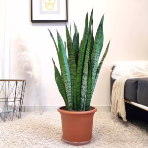 Sansewieria gwinejska (Sansevieria trifasciata 'Zelenica') 90cm