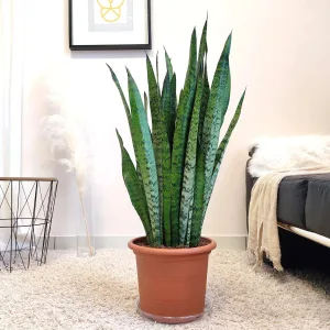 Sansewieria gwinejska (Sansevieria trifasciata 'Zelenica') 90cm