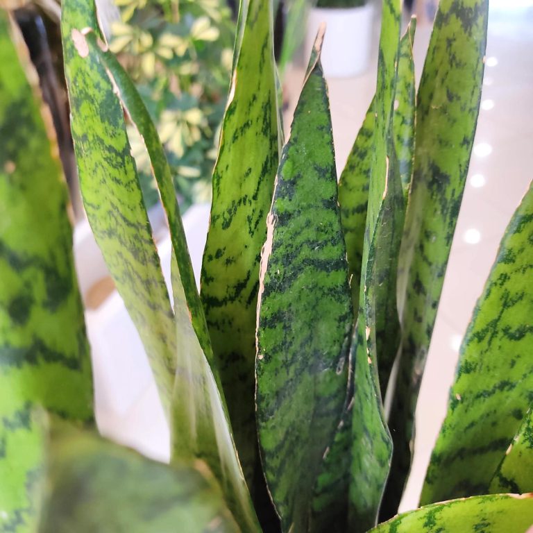Sansewieria gwinejska (Sansevieria trifasciata 'Zelenica') 75cm