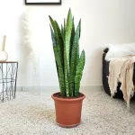 Sansewieria gwinejska (Sansevieria trifasciata 'Zelenica') 75cm
