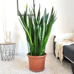 Sansewieria gwinejska (Sansevieria trifasciata 'Zelenica') 120cm