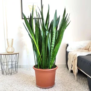 Sansewieria gwinejska (Sansevieria trifasciata 'Zelenica') 120cm