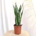 Sansewieria gwinejska (Sansevieria trifasciata 'Zelenica') 65cm
