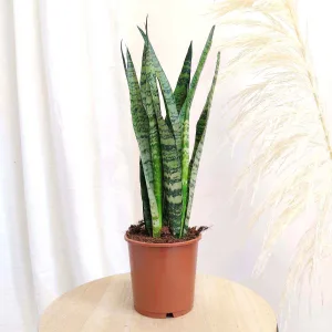 Sansewieria gwinejska (Sansevieria trifasciata 'Zelenica') 65cm