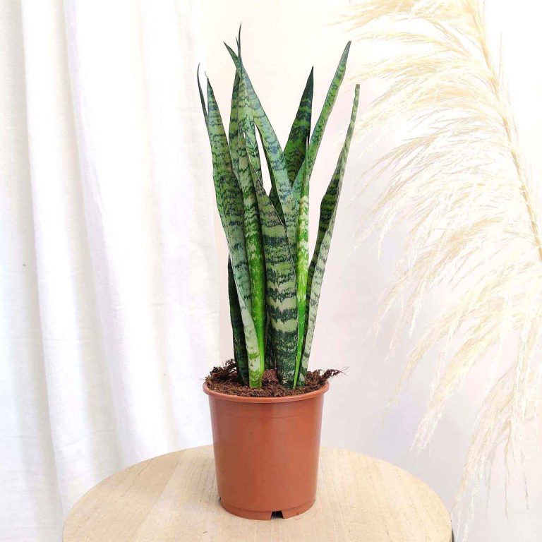 Sansewieria gwinejska (Sansevieria trifasciata 'Zelenica') 65cm
