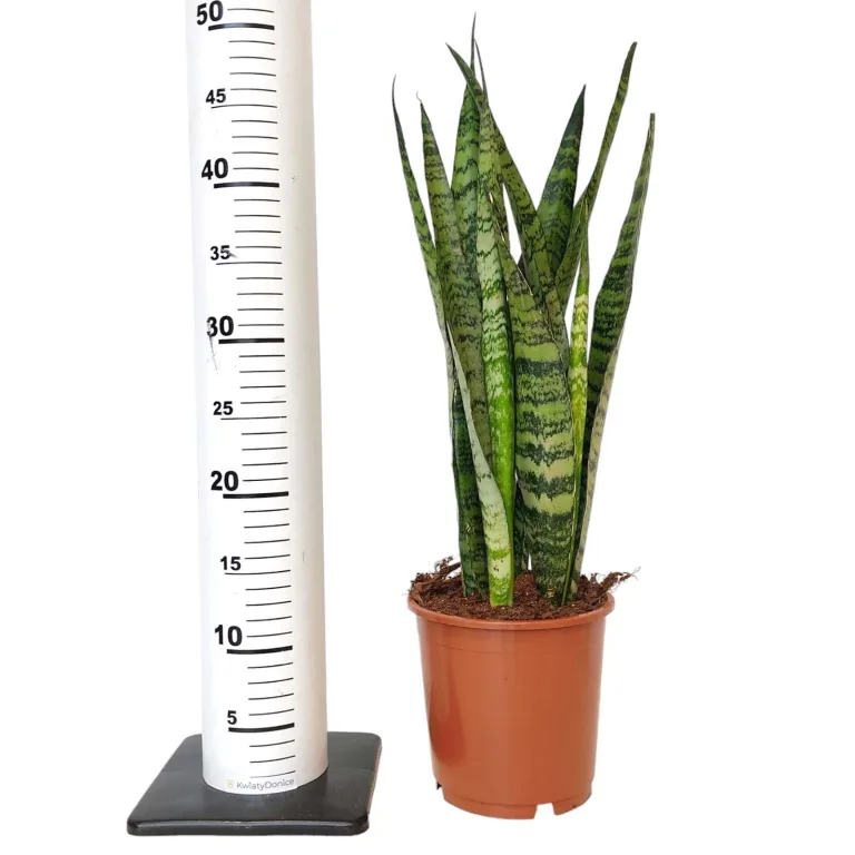 Sansewieria gwinejska (Sansevieria trifasciata 'Zelenica') 50 cm