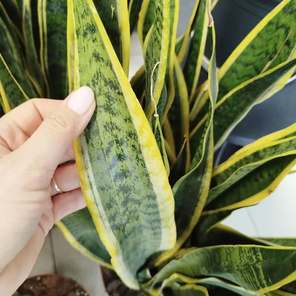 Sansewieria gwinejska (Sansevieria trifasciata 'Laurentii') 85cm