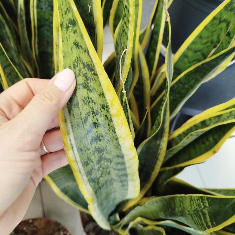 Sansewieria gwinejska (Sansevieria trifasciata 'Laurentii') 85cm