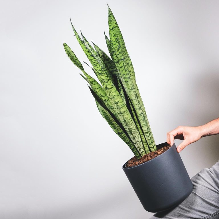 Sansewieria gwinejska (Sansevieria trifasciata 'Zelenica') 65cm