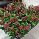 Skimia japońska (Skimmia Japonica Rubella) 25cm