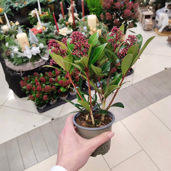 Skimia japońska (Skimmia Japonica Rubella) 23-27cm