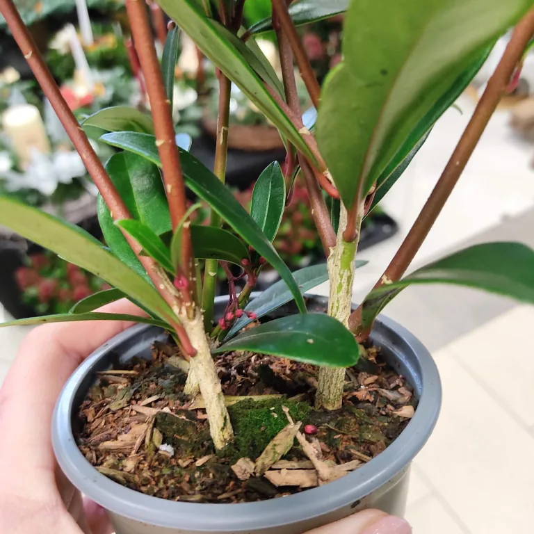 Skimia japońska (Skimmia Japonica Rubella) 25cm