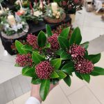 Skimia japońska (Skimmia Japonica Rubella) 25cm